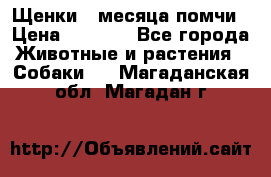 Щенки 4 месяца-помчи › Цена ­ 5 000 - Все города Животные и растения » Собаки   . Магаданская обл.,Магадан г.